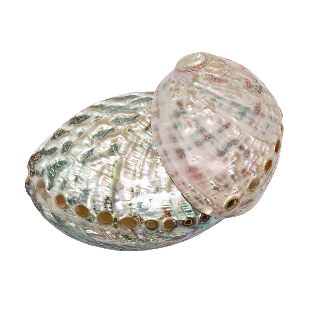 Two abalone shells with colorful patterns on a white background