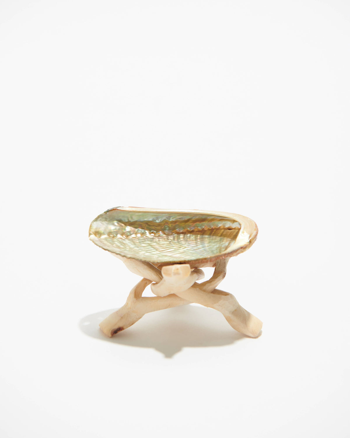 Small Abalone Shell on a stand with a textured surface on a white background