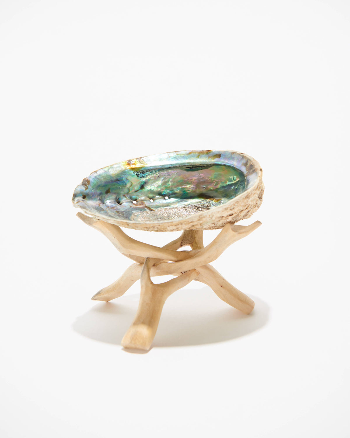Decorative Abalone Shell with natural edge on a white background