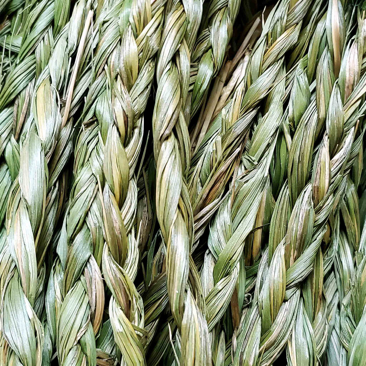 Green sweetgrass braids