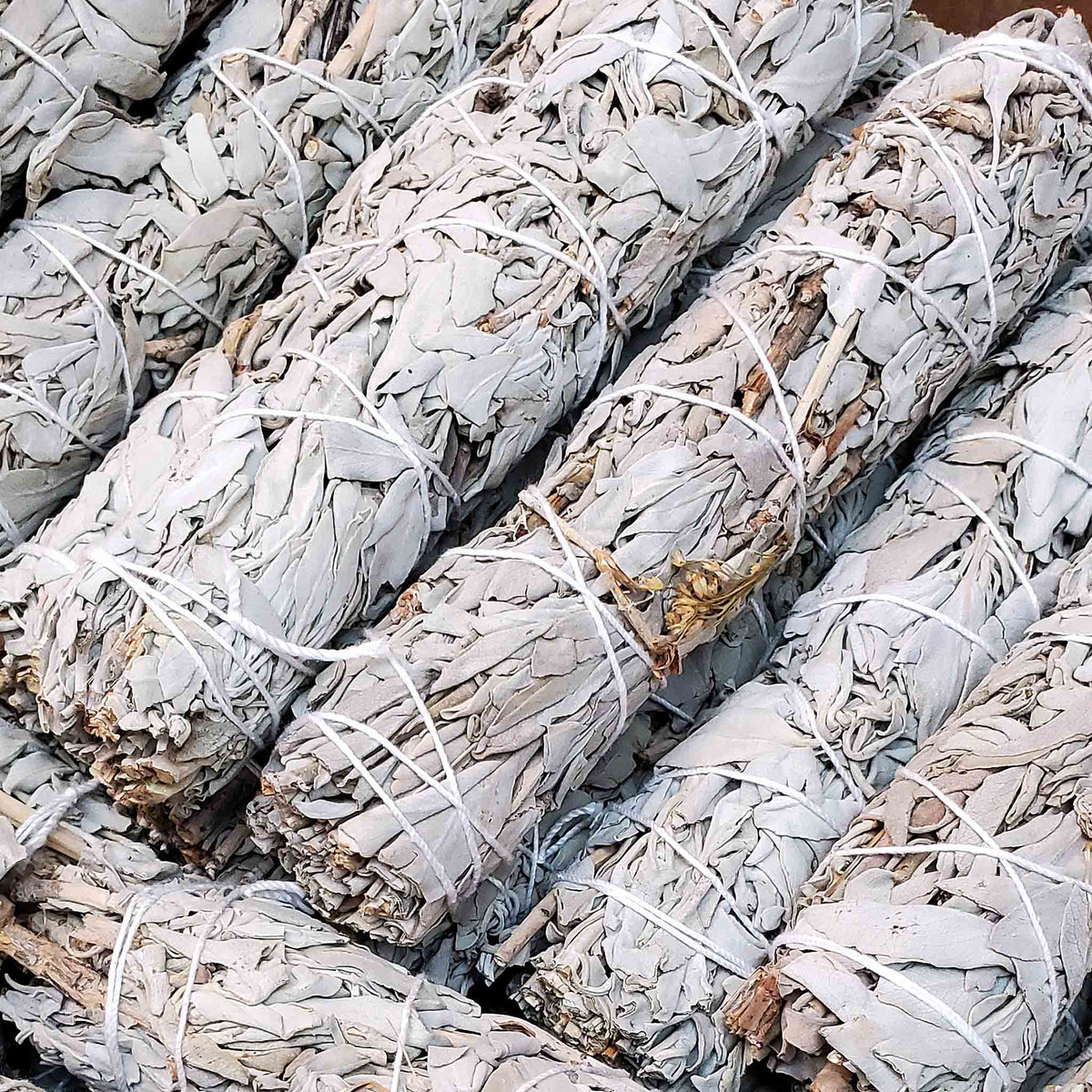 Pale white sage bundles arranged together and tied with white string