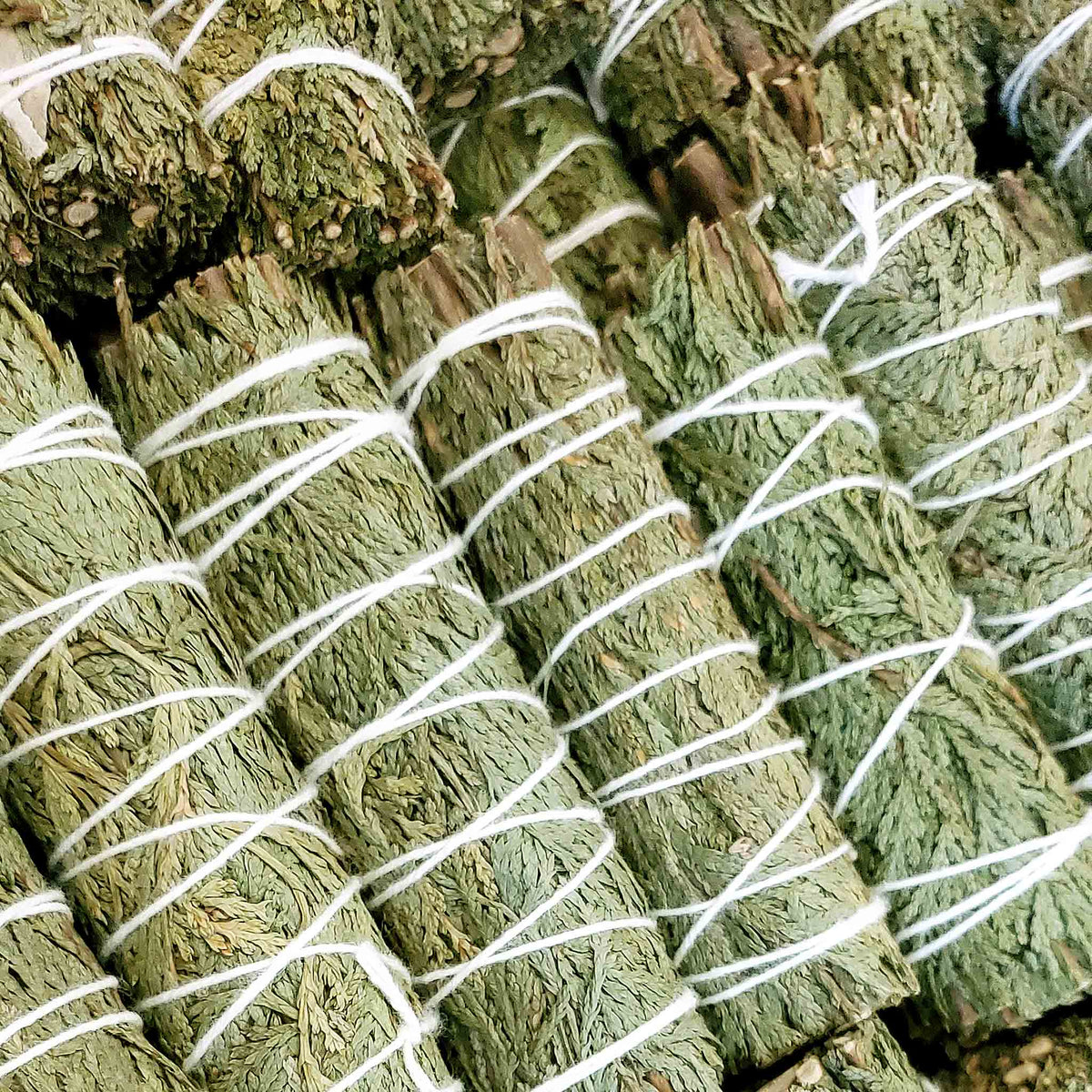 Green cedar smudge bundles tied with white string