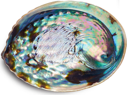 An iridescent abalone shell with a pearlescent blue, green, purple, and brown coloration, photographed on a white background.
