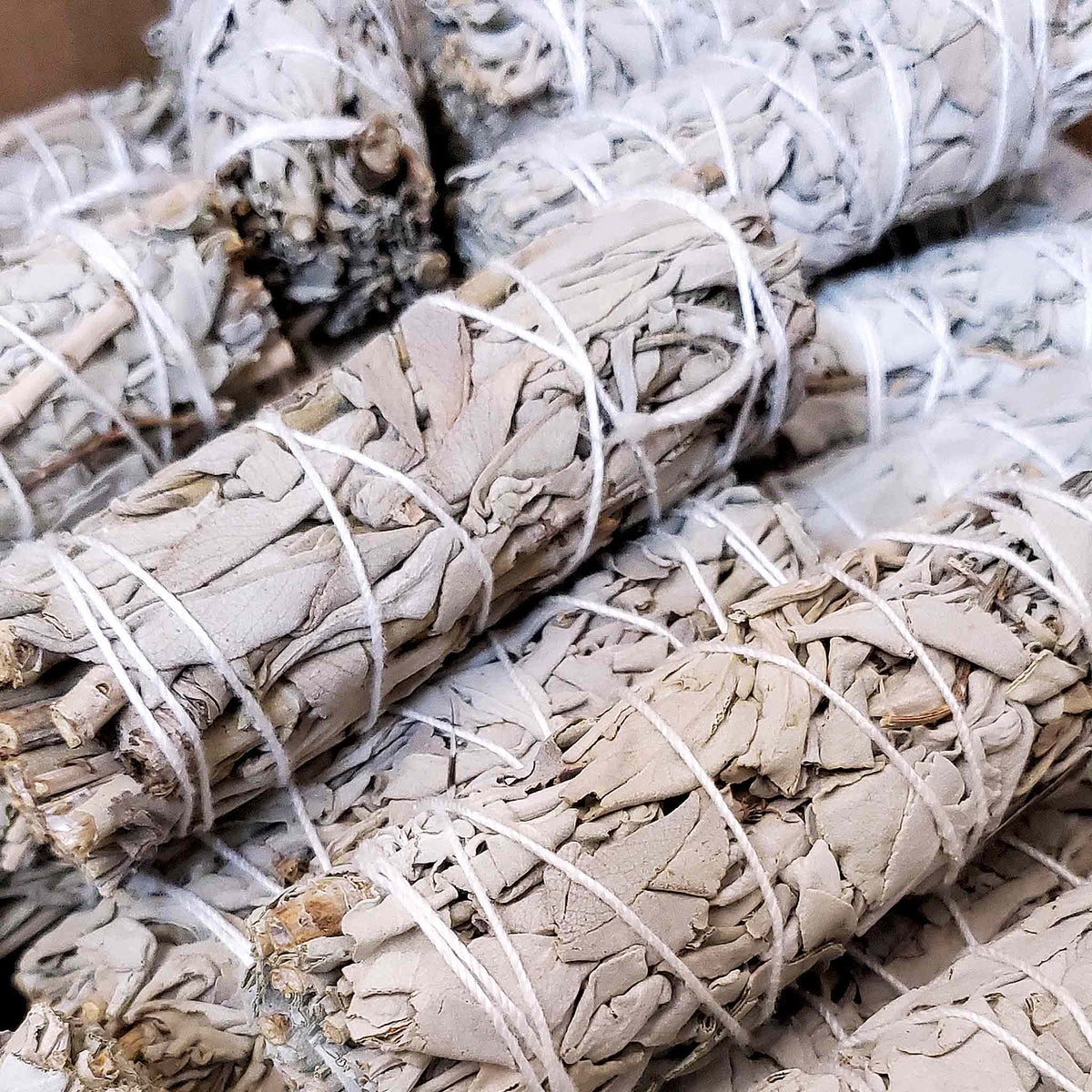 Close-up of tied white sage smudge bundles with pale dried leaves