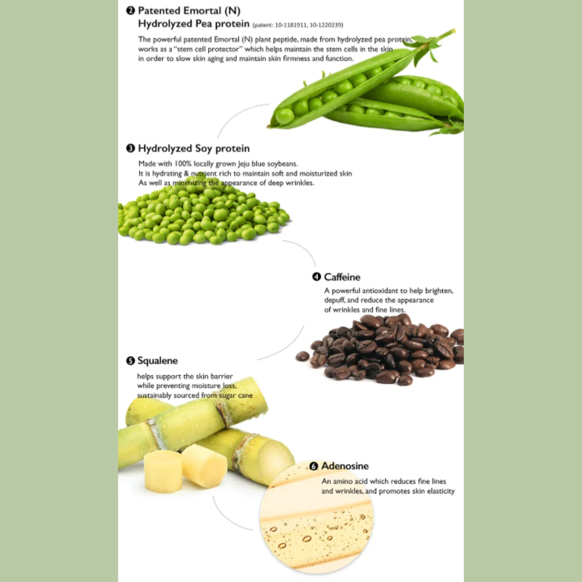 An informational infographic of haruharu wonder - Centella Phyto & 5 Peptide Concentrate Cream detailing the key ingredients. The graphic features a white background with green side borders, displaying numbered callouts for Patentéd Emortal (N) peas, Hydrolyzed Soy protein, Caffeine, Squalene, and Adenosine with corresponding illustrations and descriptions.