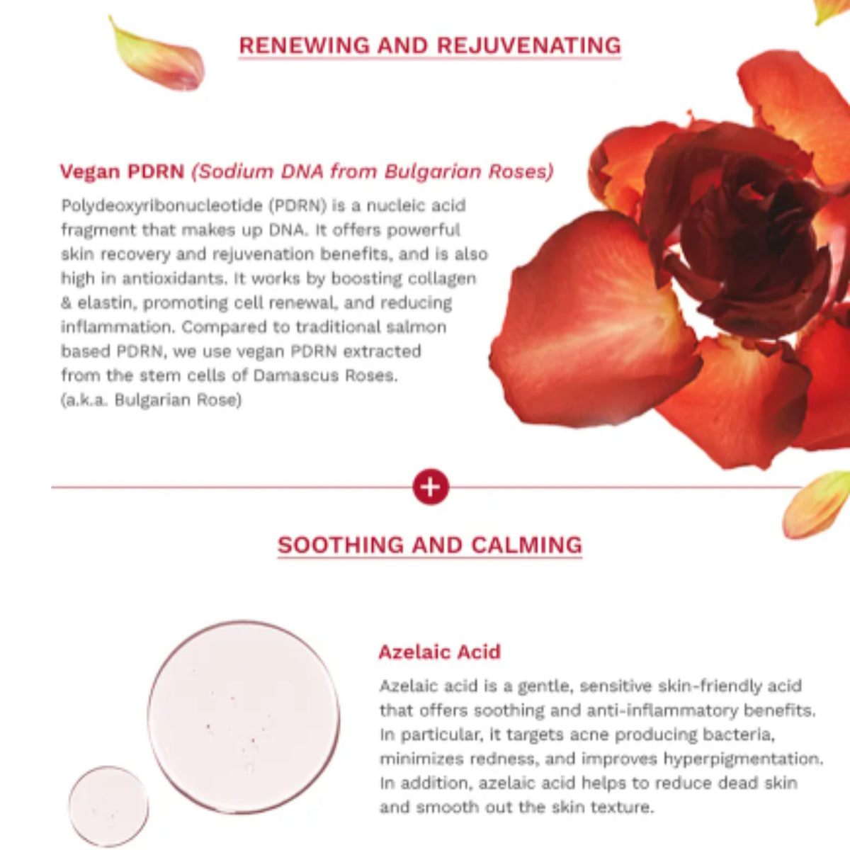 haruharu wonder Rose PDRN Soothing Serum with Azelaic Acid with two text sections on skin renewal and soothing: 'Renewing and Rejuvenating' featuring vegan PDRN from Bulgarian roses, and 'Soothing and Calming' featuring Azelaic Acid. A large red rose illustration appears at the top right, and a small cluster of translucent oval cells is shown at the bottom left.